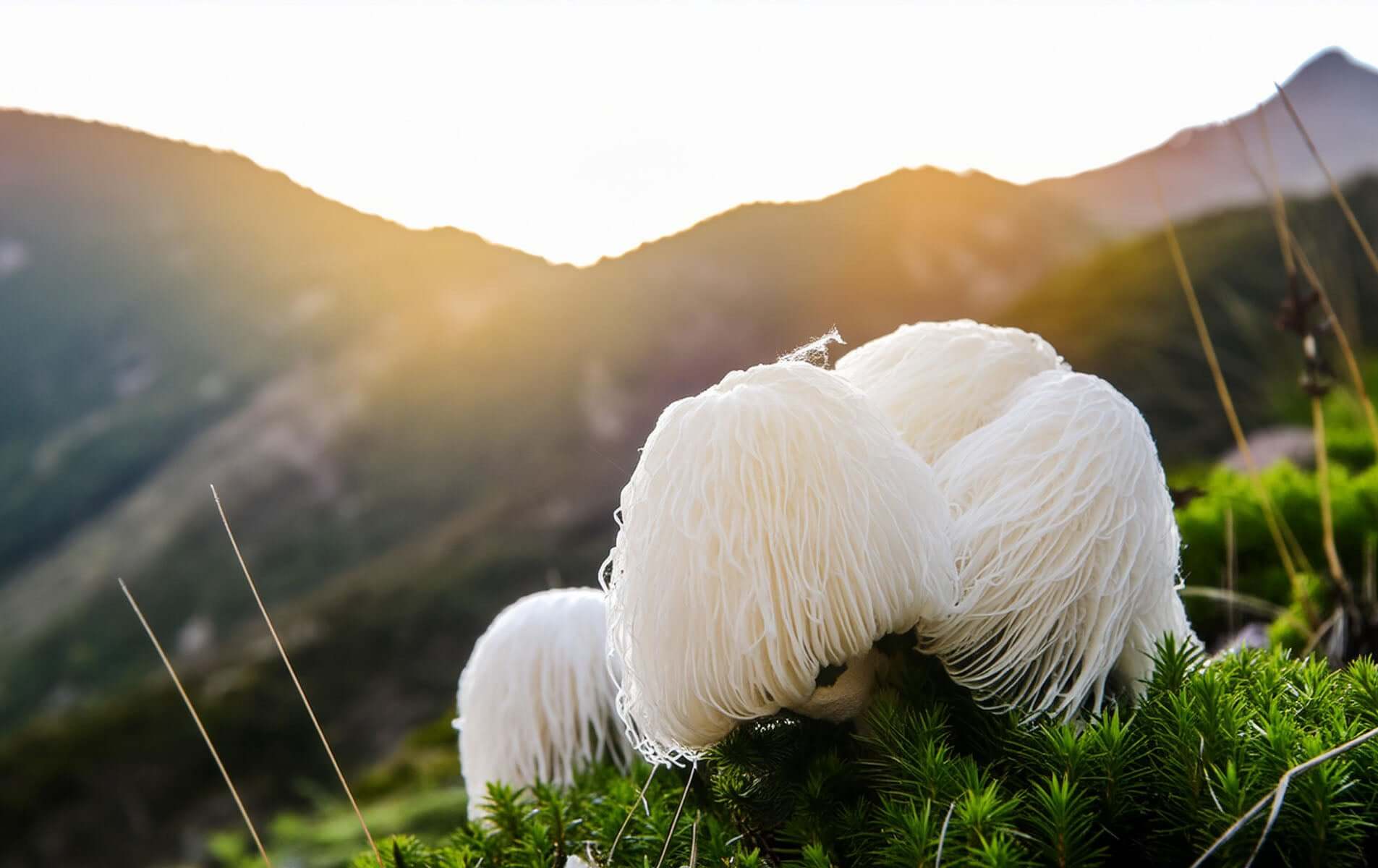 What is Lion's mane