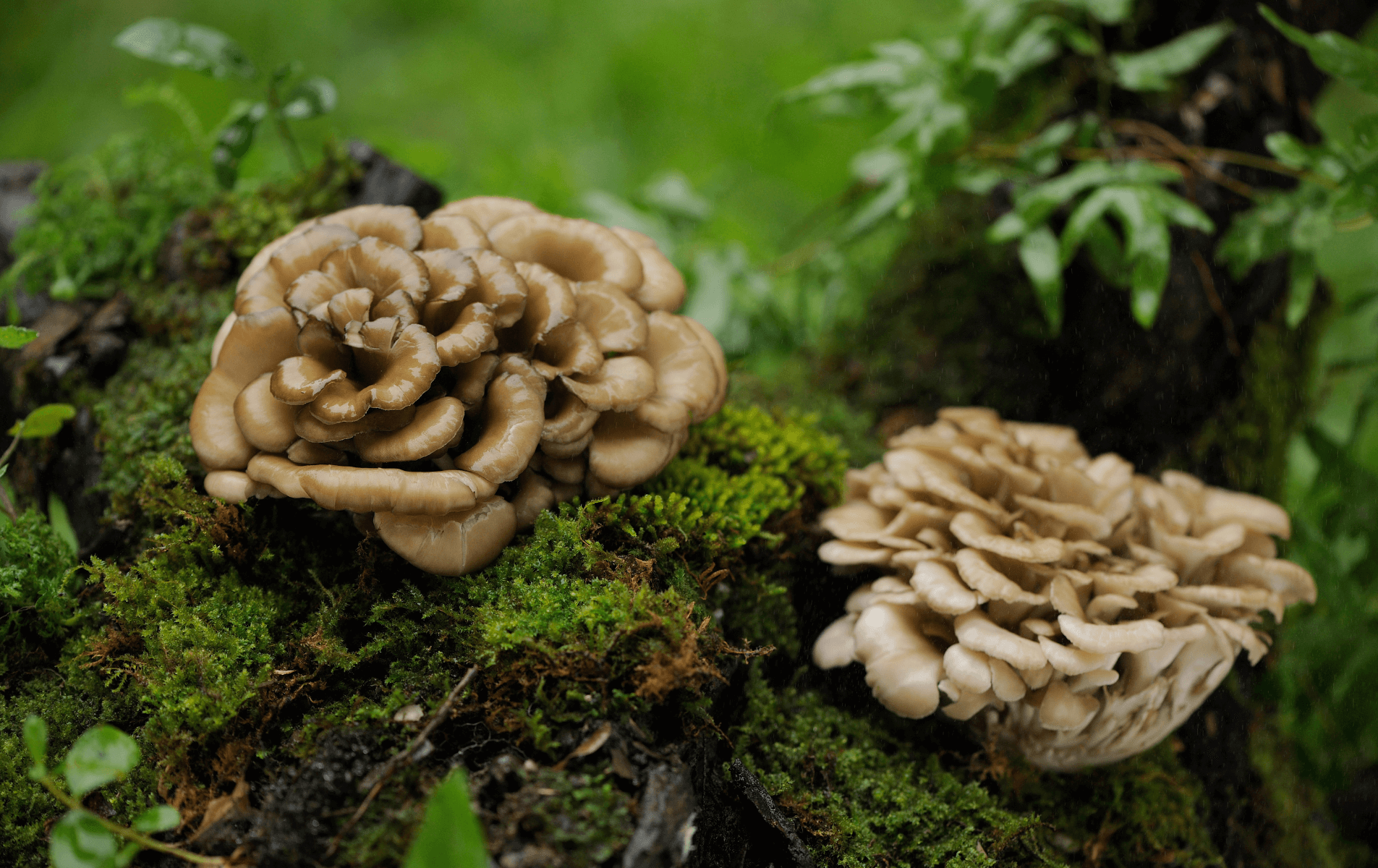 Mushrooms in Preventive Healthcare