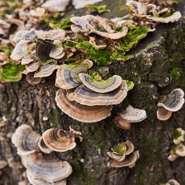 Turkey Tail