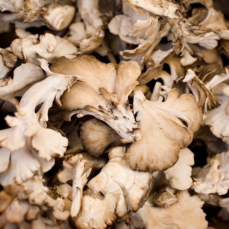 Maitake